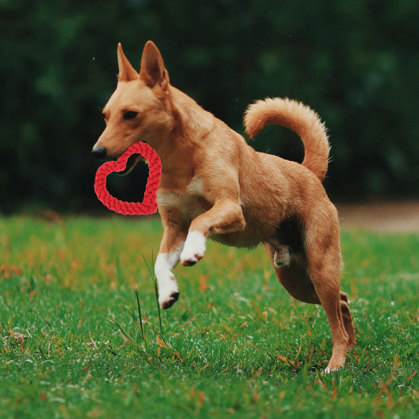 

4pcs Heart-Shaped Squeaky Chew Durable Bite-Resistant Interactive Dog Fun Pet Supplies For Training Reduce Destructive