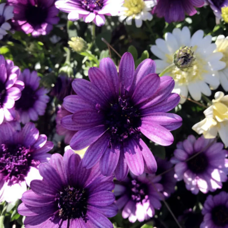 FS 1/8 탱크 치타 샤크 RC 자동차 금속 업그레이드 스윙 암 스티어링 컵 리어 액슬 시트 어셈블리 부품