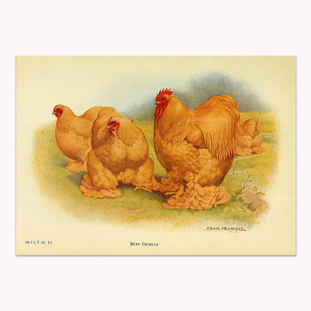 Andalusian Chicken, Minorca Chicken, Spanish Chicken, La Fletcher Chicken, Camping Chicken, Plymouth Rock White Vintage Poster