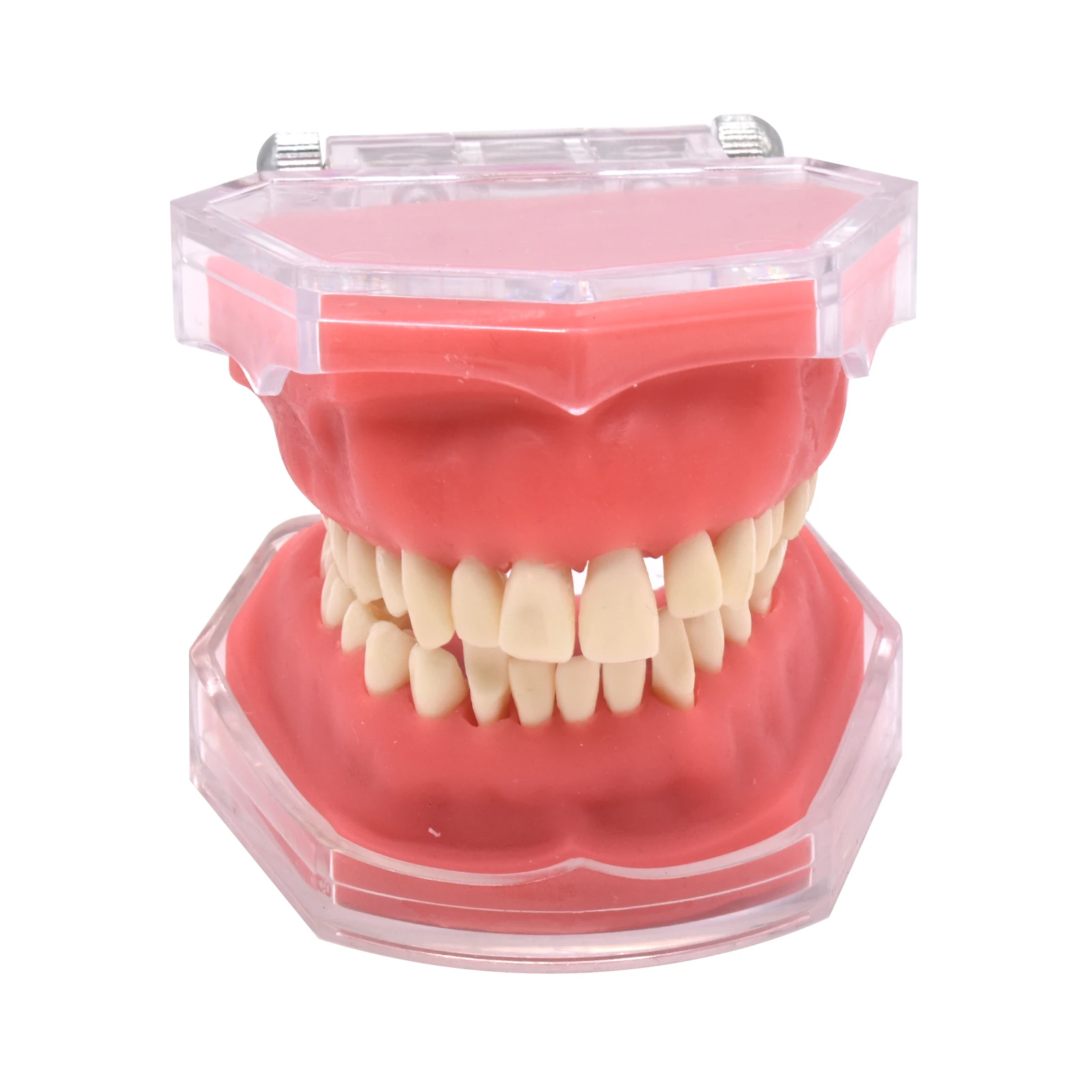 

Dental Typodont Standard Teeth Models Study Teach Demo Soft Gum Removable Teeth Study teaching Model Adult Typodont up