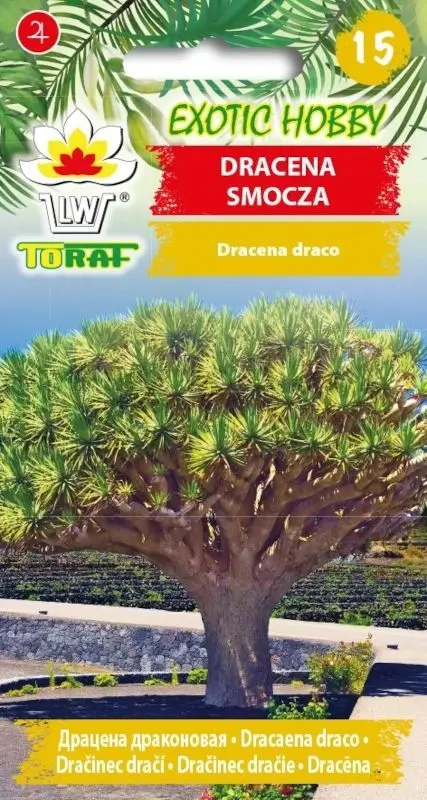 Semillas de Dracaena 'Dragon', árbol exótico con rosetas decorativas, para cultivar en maceta; siembra durante todo el año después de remojar.
