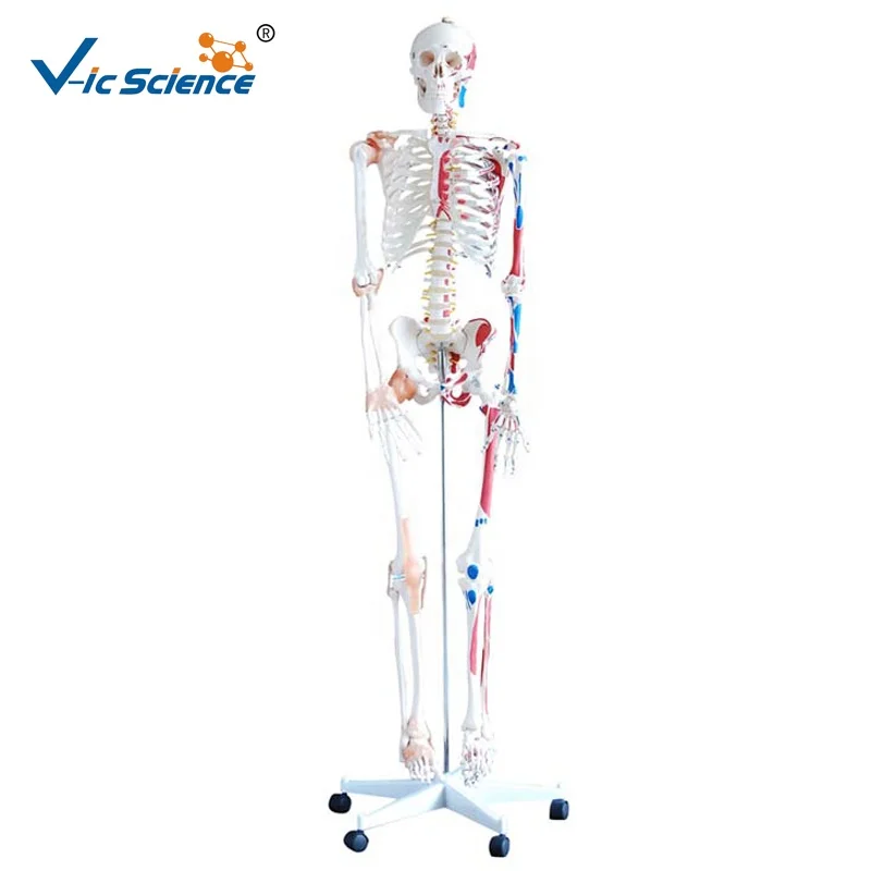 Full Size 180cm Human Skeleton model with Muscles and Ligaments