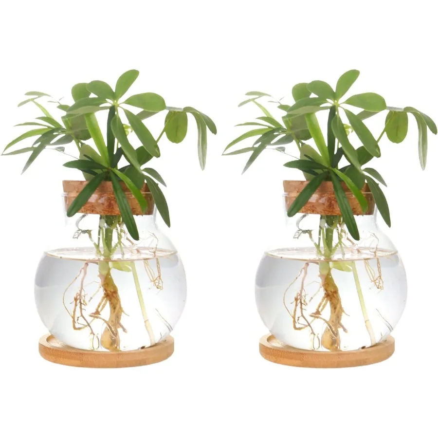 

Plant Propagation StationHydroponic Glass Container Vase Jars with Wooden Saucer for Desks Houses Garden Drations Home Kitchen