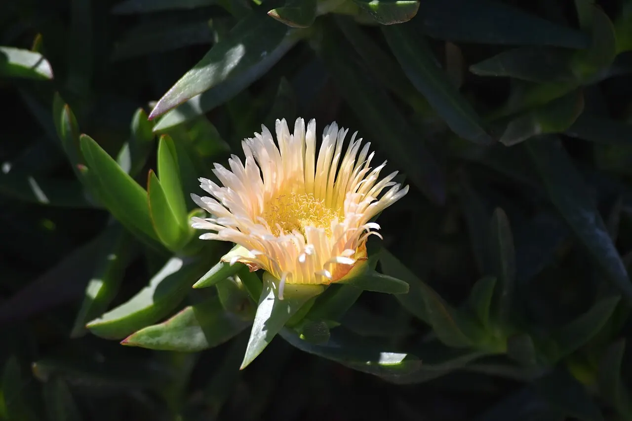 244 Uds. Semillas de Flor de Higo Flor Rosa, Suculenta Tapizante de Grandes Flores para Jardín de Roca, Talud y Maceta