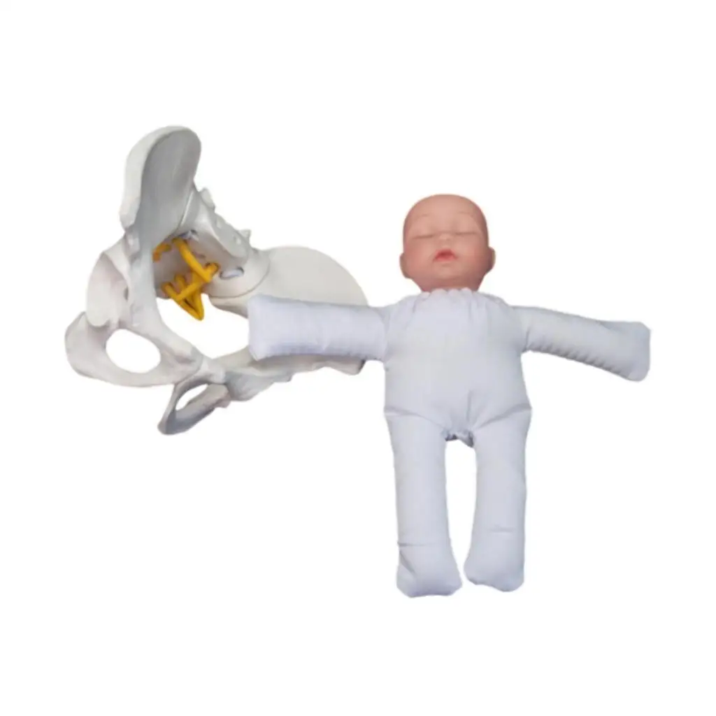 Childbirth Demonstration Science Education Study Display Teaching Aids Human