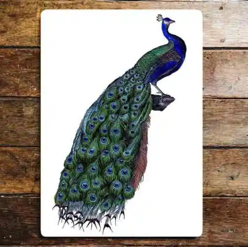 Perched Peacock On Log Colourful   Metal Sign Plaque