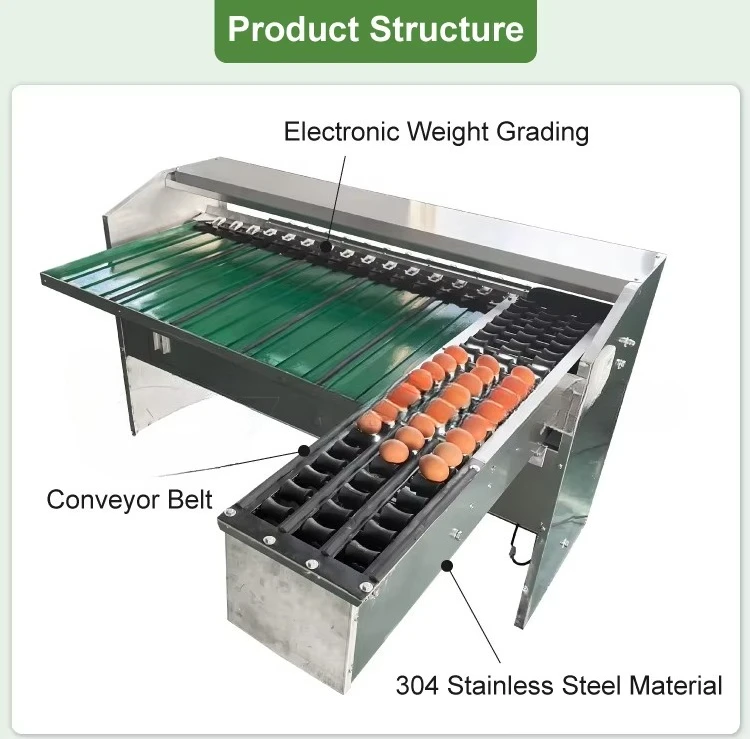 Customized Energy Saving Egg Grading Machine Low Power Consumption Automatic Egg Sorting Equipment Reduce Farm Cost