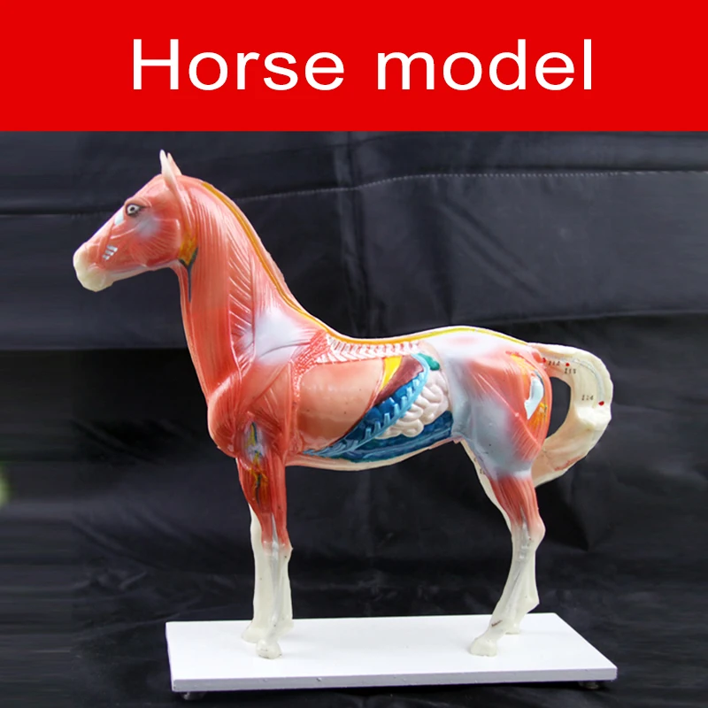 Horse Model Horse Anatomy Acupoint Model Horse Anatomy Model Teaching Practice Training Animal Model 1 Pcs