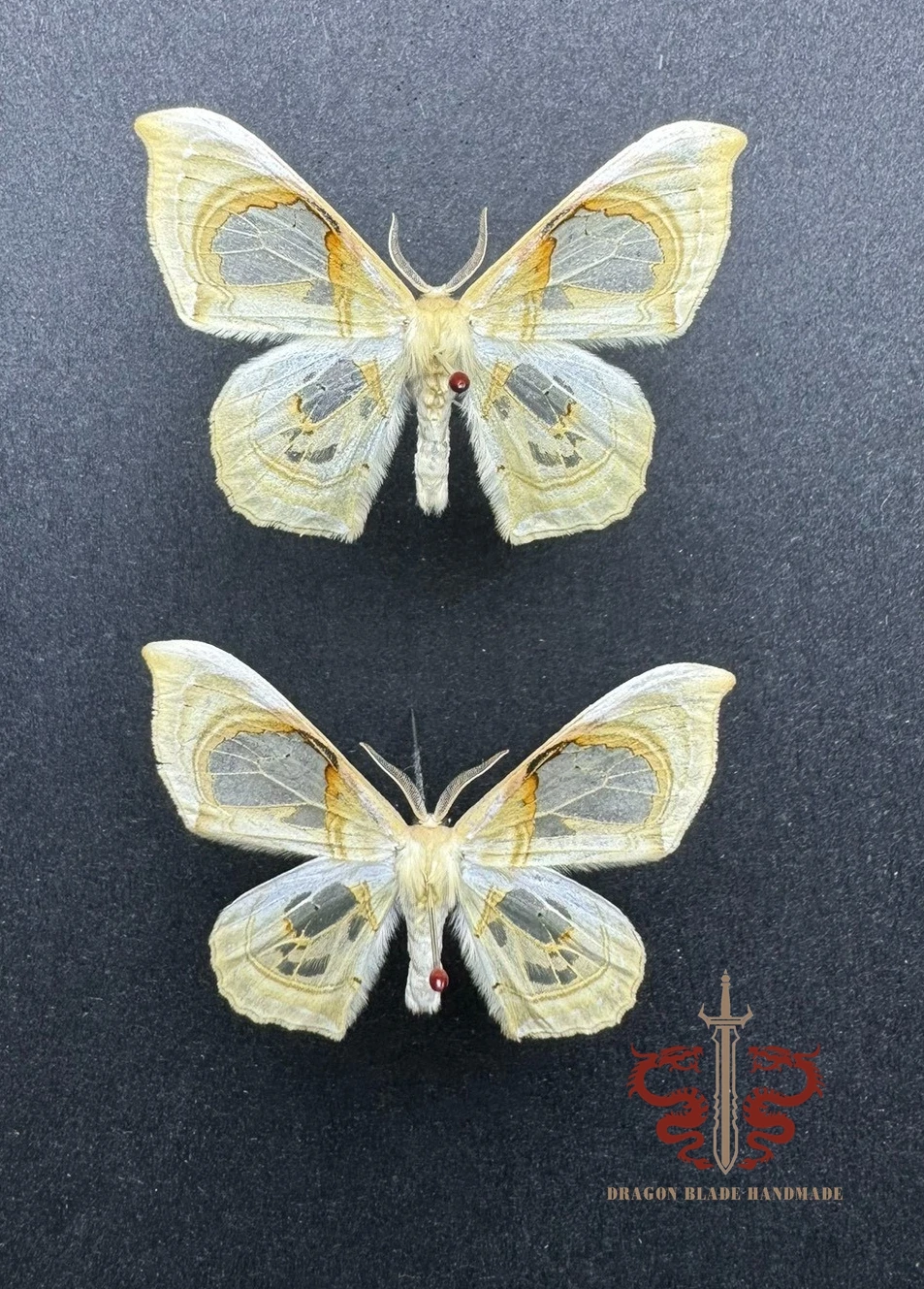 Moth specimen Macrauzata maxima, 1pc wings spread A1/A- high quality, Decorative Display Collection Gifts