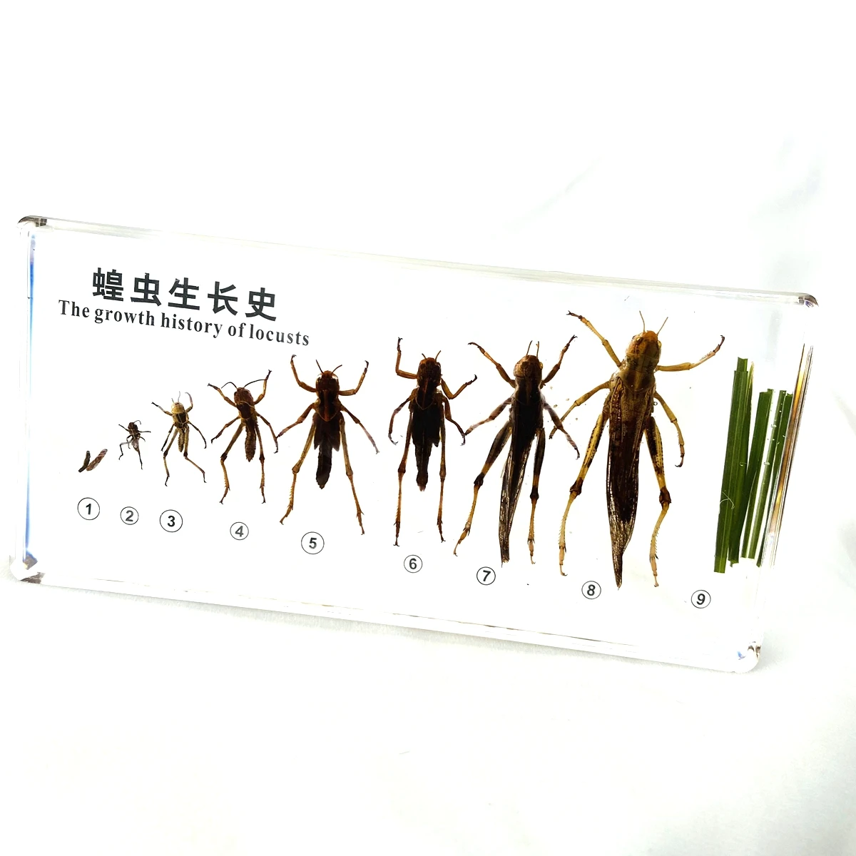 Locust Growth and Development Specimens Insect Growth History Specimen Biological Entomology Teaching Aids Resin Handicraft