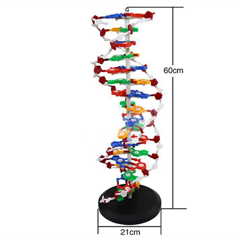 Teaching Resources Medical Science DNA Double Helix Structure