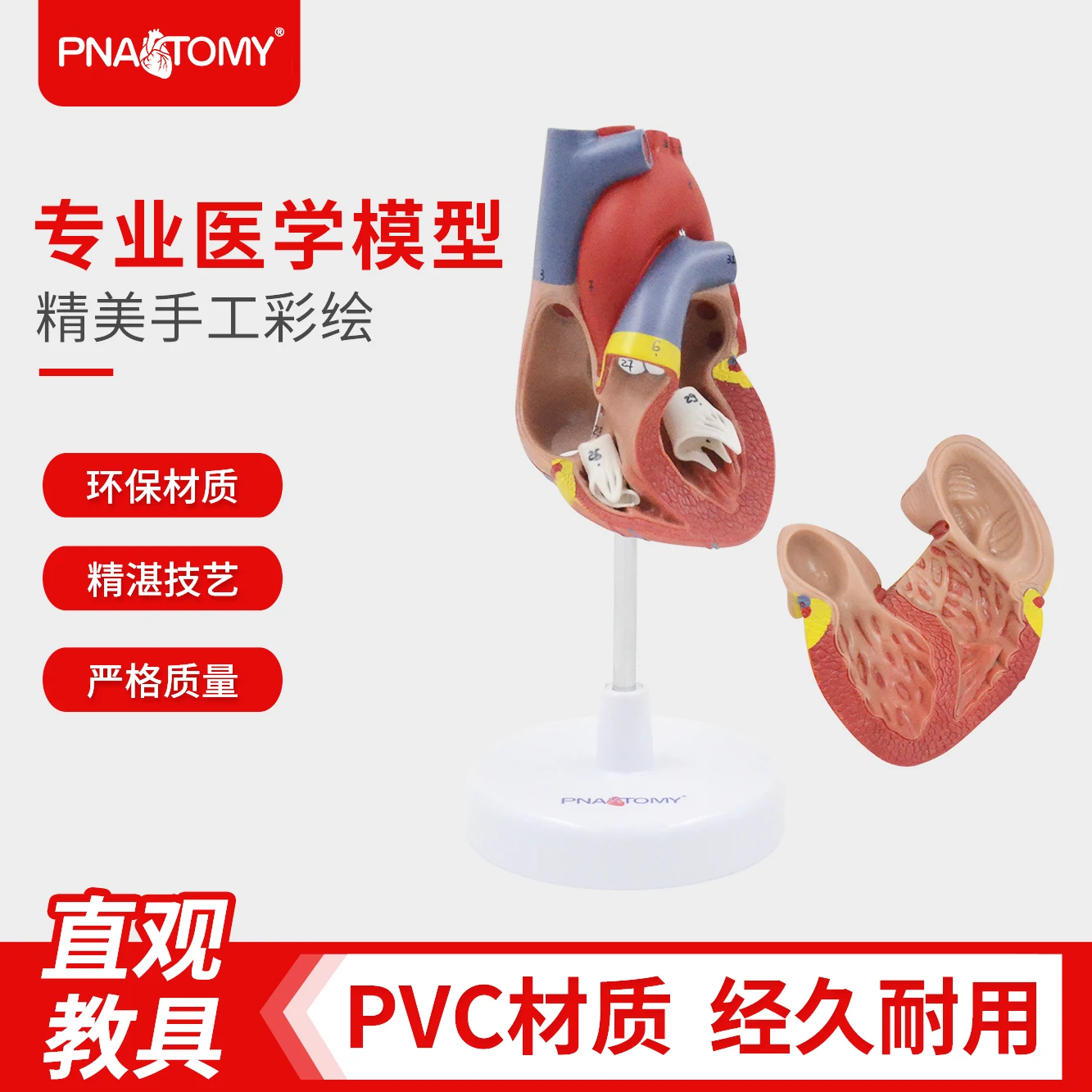 Human organ anatomical model heart liver stomach kidney lung trachea pancreas brain teaching model