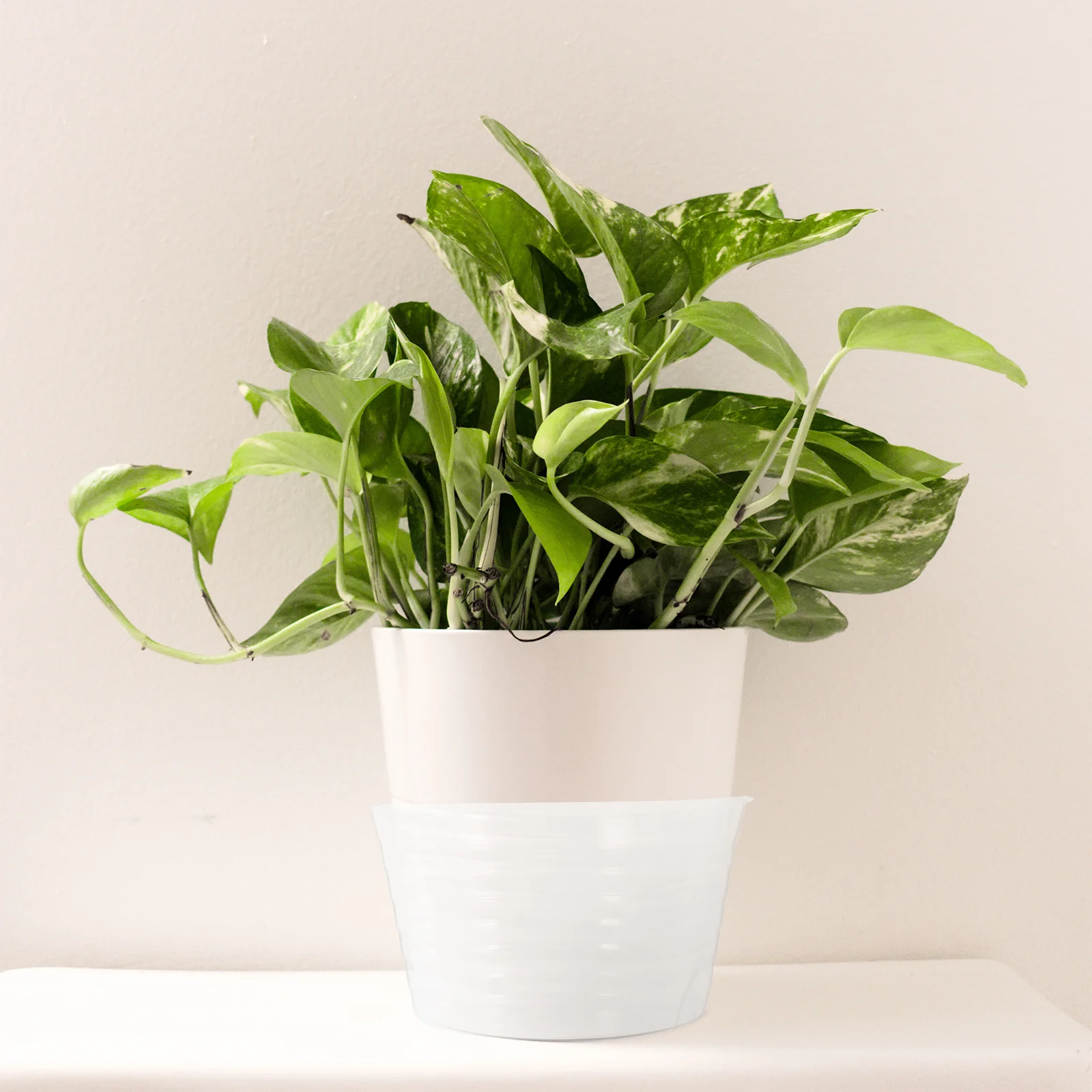 12 Stuks Duurzame Plastic Plant Pot Schotel Waterdichte Lekbak Bloempot Doorzichtige Plastic Bloempot Lade Tuin Plant Waterbakken