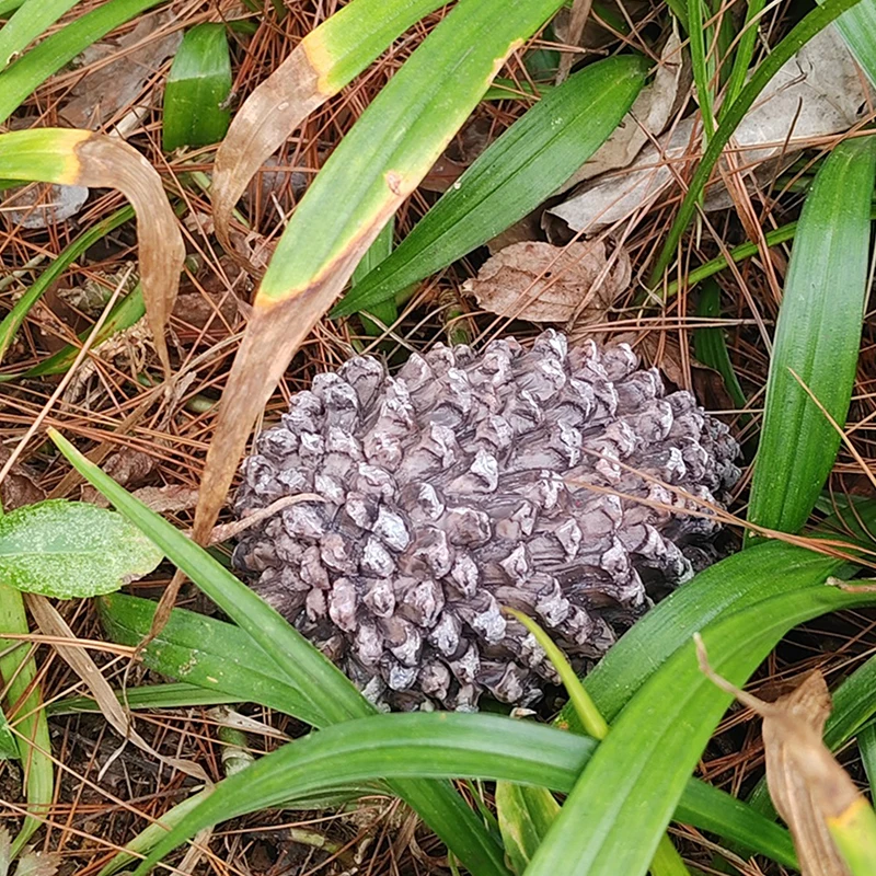 Outdoor Garden Key Safe Box Hidden Rock Hide Keys In Pine Cone Safety Storage Box For Home RV Key Safes Creative Hide Spare Keys