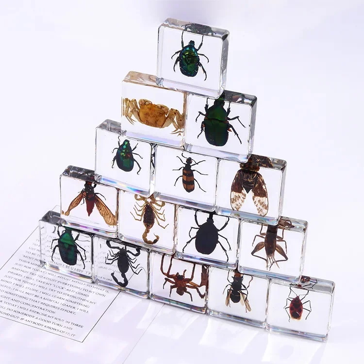 

Square resin insect specimen, auxiliary cognitive teaching aids, animal specimen, artificial amber handicraft ornament