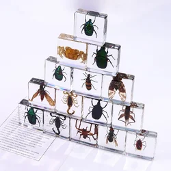 Square resin insect specimen, auxiliary cognitive teaching aids, animal specimen, artificial amber handicraft ornament