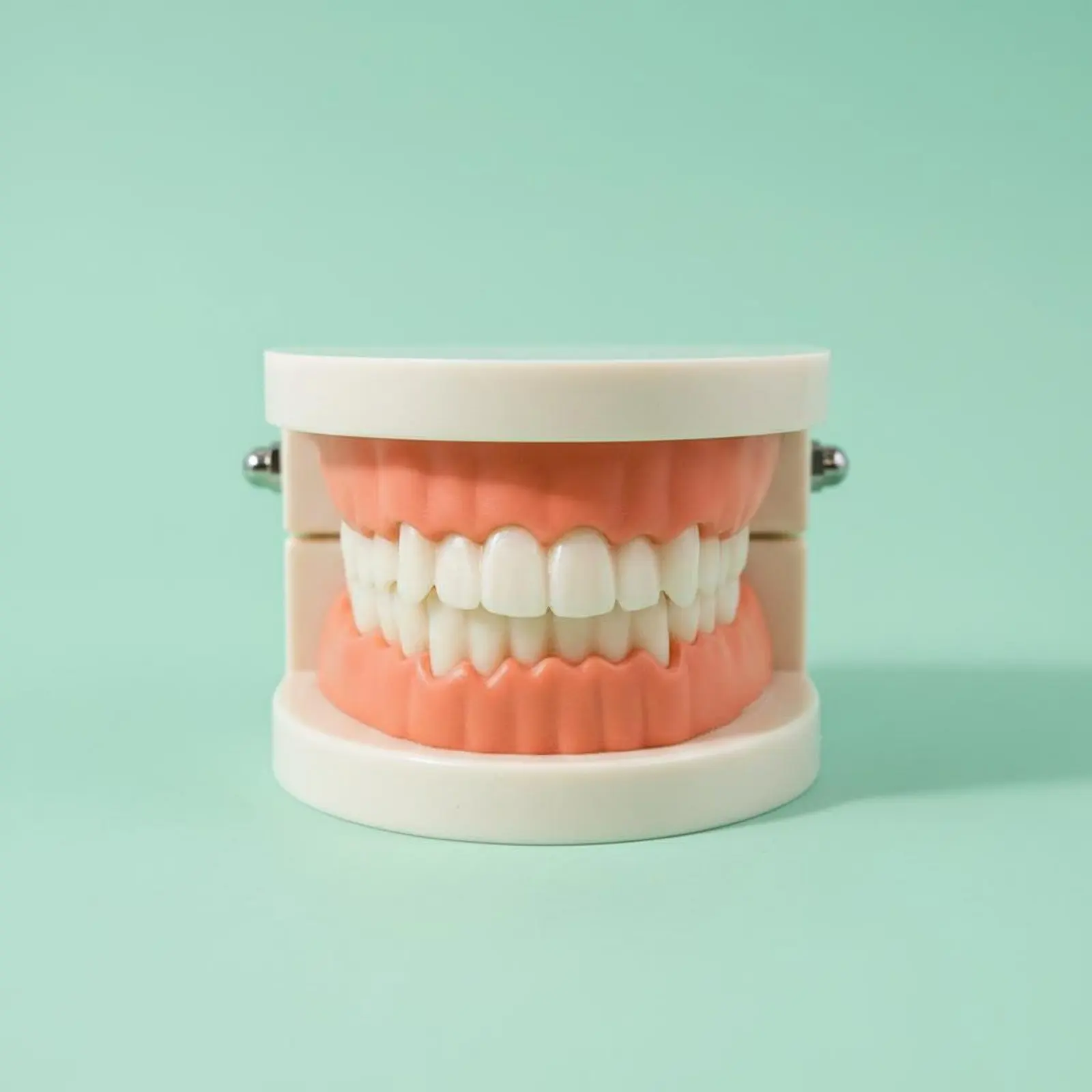 Dental Model Sturdy Jaw Demonstration Model Teaching Aid Lightweight and Portable Educational Toy for Young Children, Classroom
