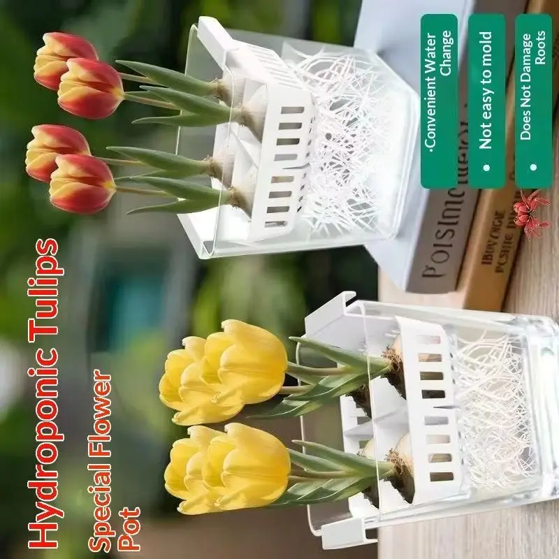 Tulip Seed Hydroponic Flowerpot with Breathable Support Basket 4 Holes - Soilless Home Decoration Hydroponic Container