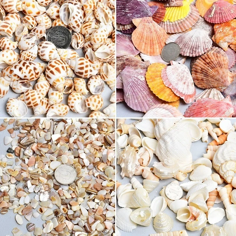 5/3/2bags Mixed Natural Sea Shells Conch for Resin Art Making DIY Craft Supplies Beach Home Wedding Decoration Aquarium Decor