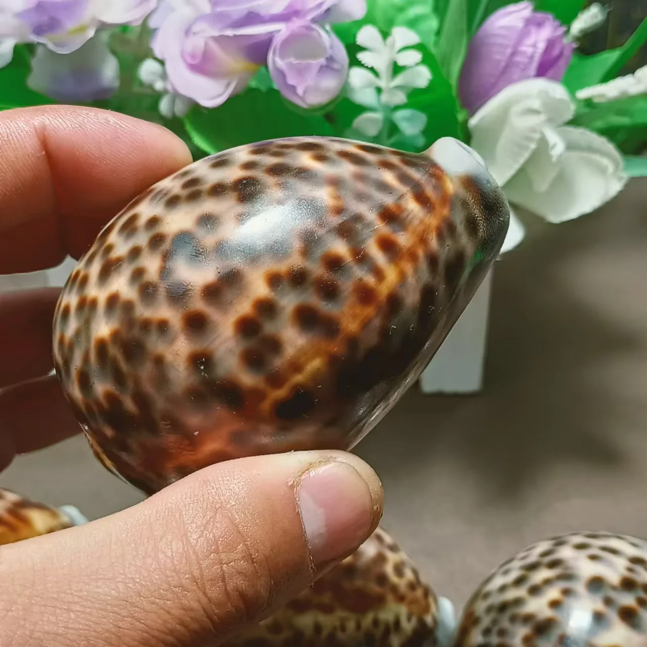 10PCS Madagascar natural beautiful conch decoration, beautiful