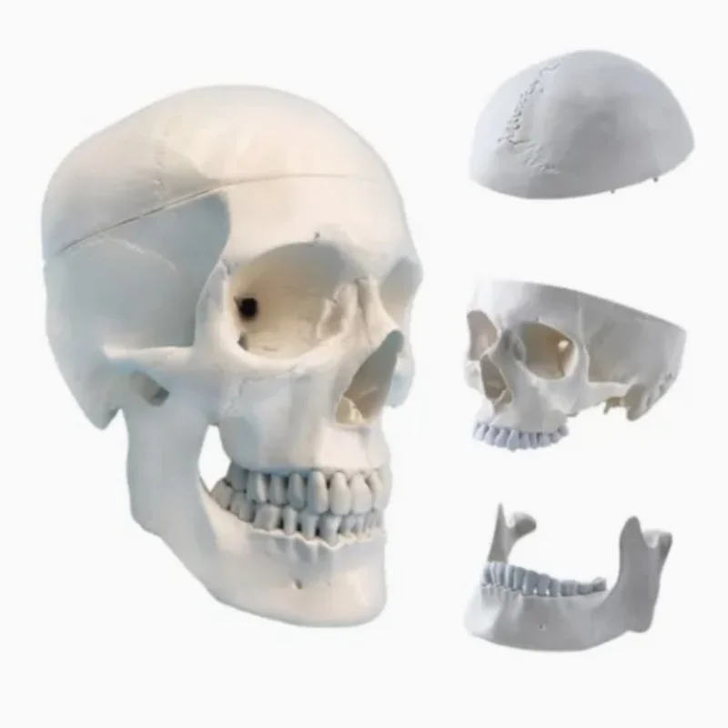 Human Pure White Skull Model Skull Model Skull Bone Model Skull Specimen 1: 1 Medical Simulation Skull