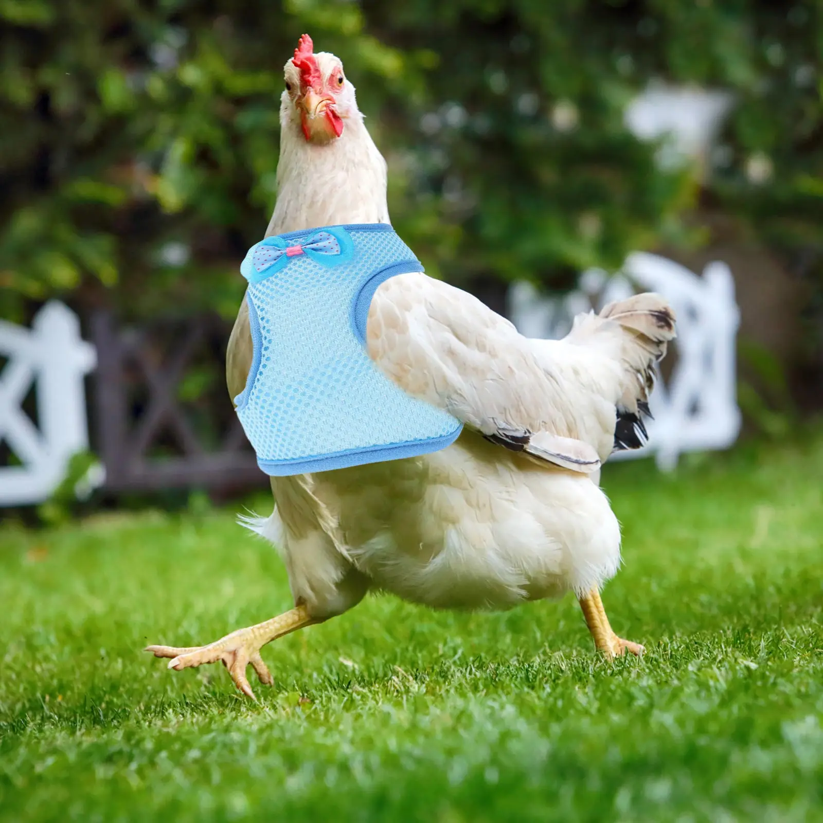 

1 set Durable Rooster Harness Pet Chicken Strap Belt Leash Chain Hen Fabric Outdoor Dog Collar Pet Supplies Chicken Decor