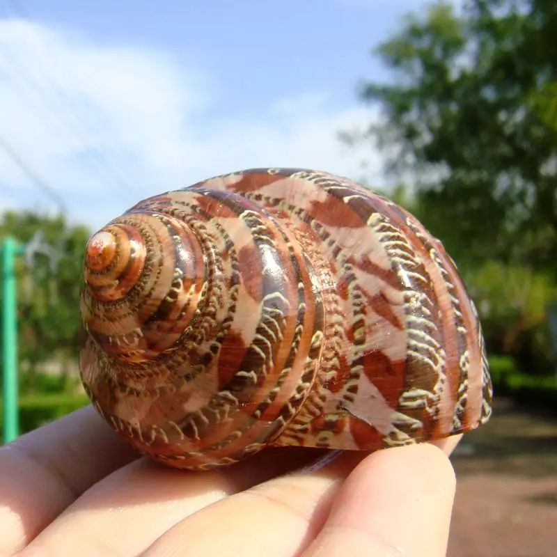 Turbante tapiz, turbante de ojos de gato, Concha Guwen natural y concha, ojo de gato, vieira y eremita de pescado