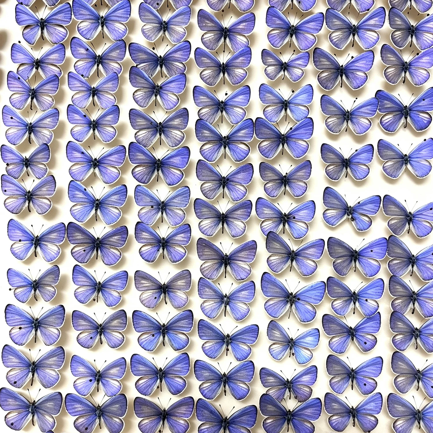 10-50 Pcs Real Jamides Butterfly Specimens Authentic Udara Dilecta Taxidermy DIY Materials for Collection Art Ideal Gift