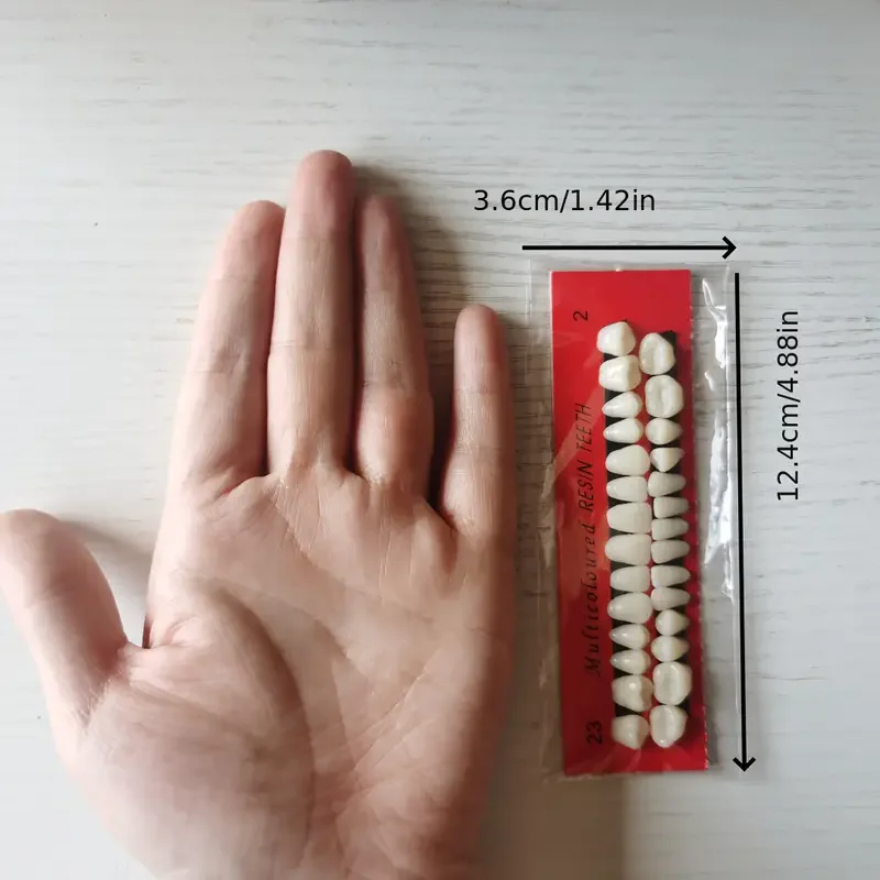 28pcs Dental Training Model Permanent Teeth
