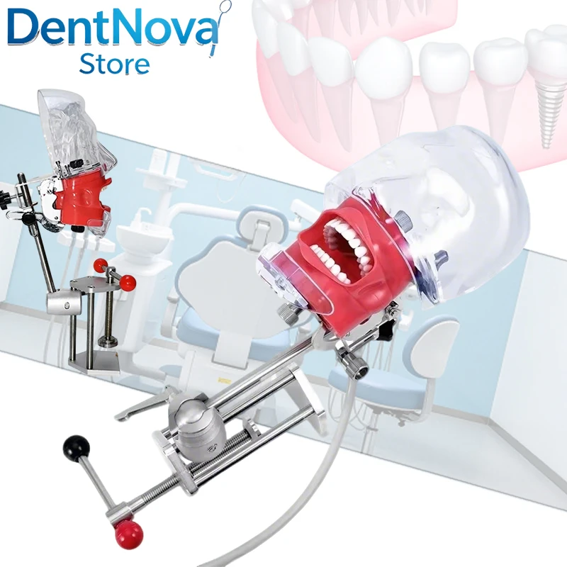 

Dental Phantom Head Model Articulated Teeth Gums Training Student Practice Clinic Teaching Aid