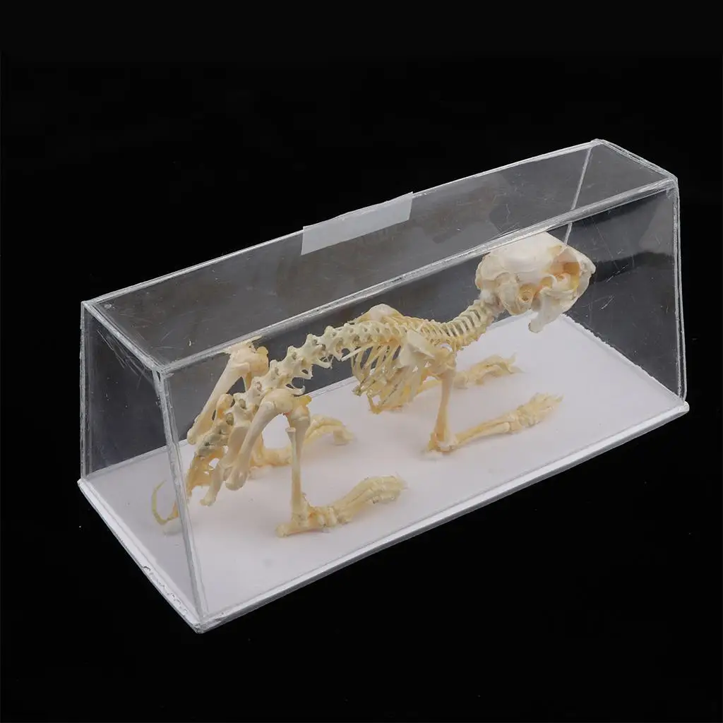 Kaninchen Skelett Kopie eines Skeletts ein Acryl gehäuse, rechteckige Form