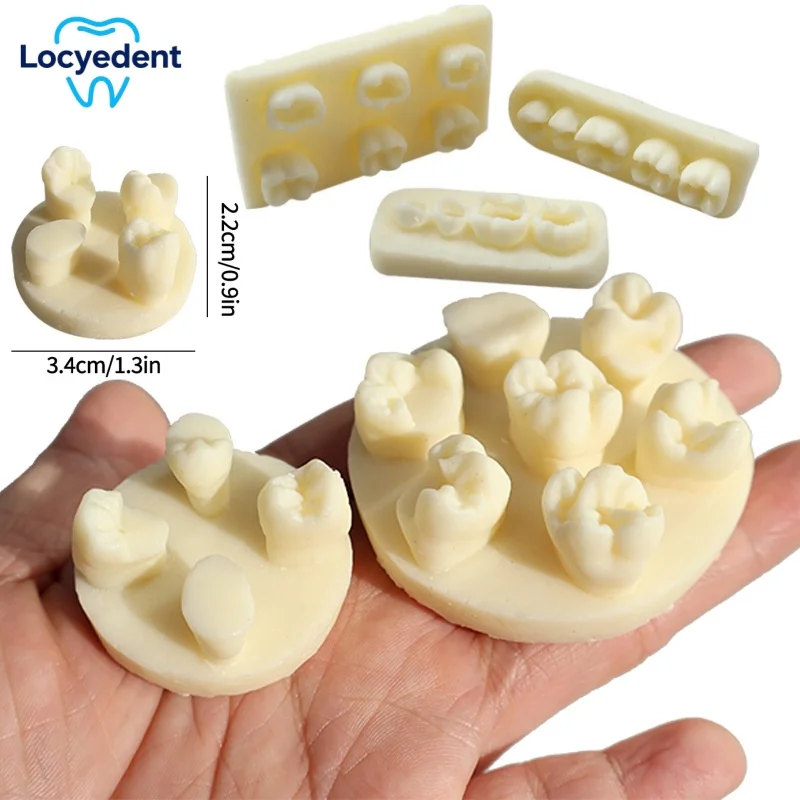 

Dental Practice Model Filling Model Implant Teeth Model filling root canalsFor Training Teaching Studying Education