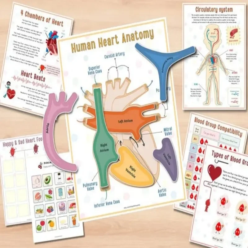 Human Anatomy Busy Book Human Body Anatomy Educational Busy Book Explore Body Structure Interactive Children Learning Book