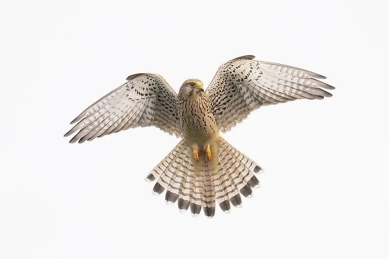 

Flywoo GOKU F405 HD AIO V2 (1-2S, 12A ELRS) — Plug&Play с O4/O4 PRO для дронов Micro FPV