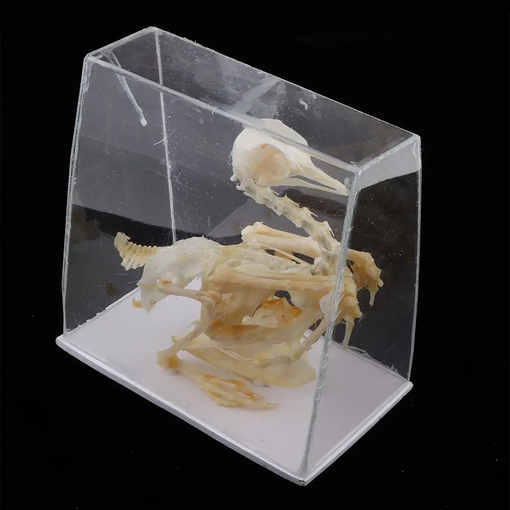 Pigeon Skeleton Taxidermy Animal Specimen Bones Biology Anatomy Study Aid