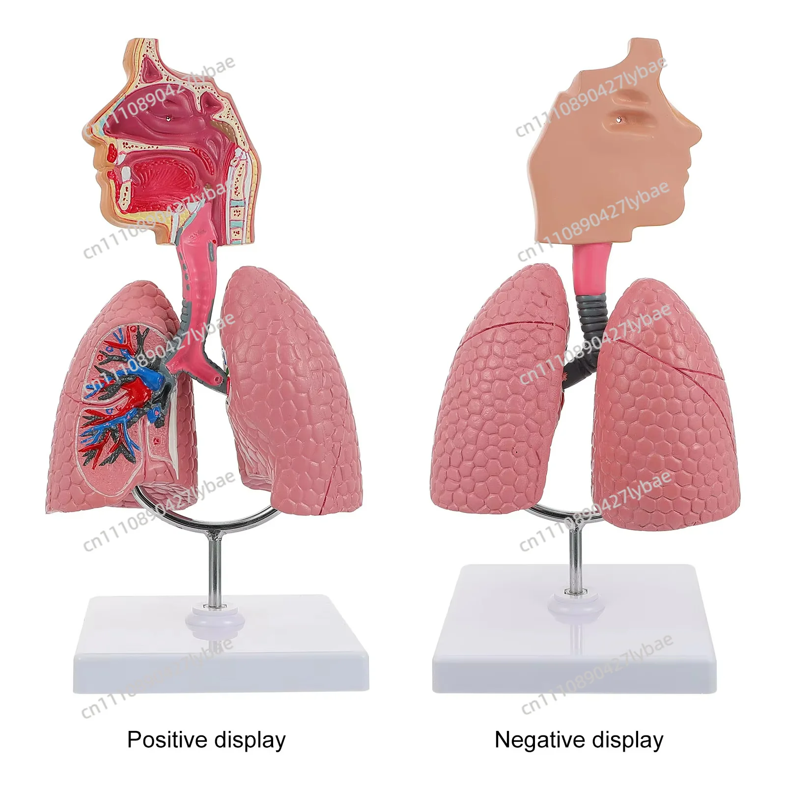 Removable Heart Lung Lung Anatomy Model Human Respiratory System Anatomy Throat Model Medical Teaching Model Learning Tool