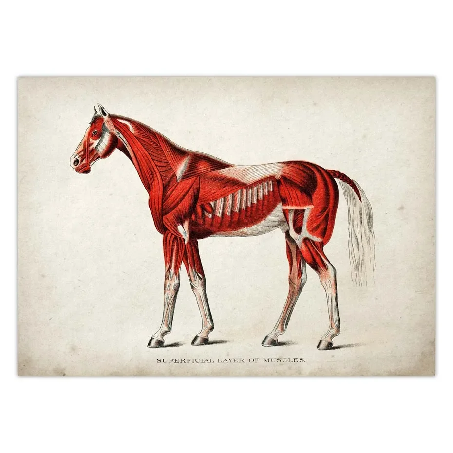 Vintage Horse Poster Medical Illustration Equine Muscular Superficial Layer Muscles Orloff Horse White Dog Picture Wall Art