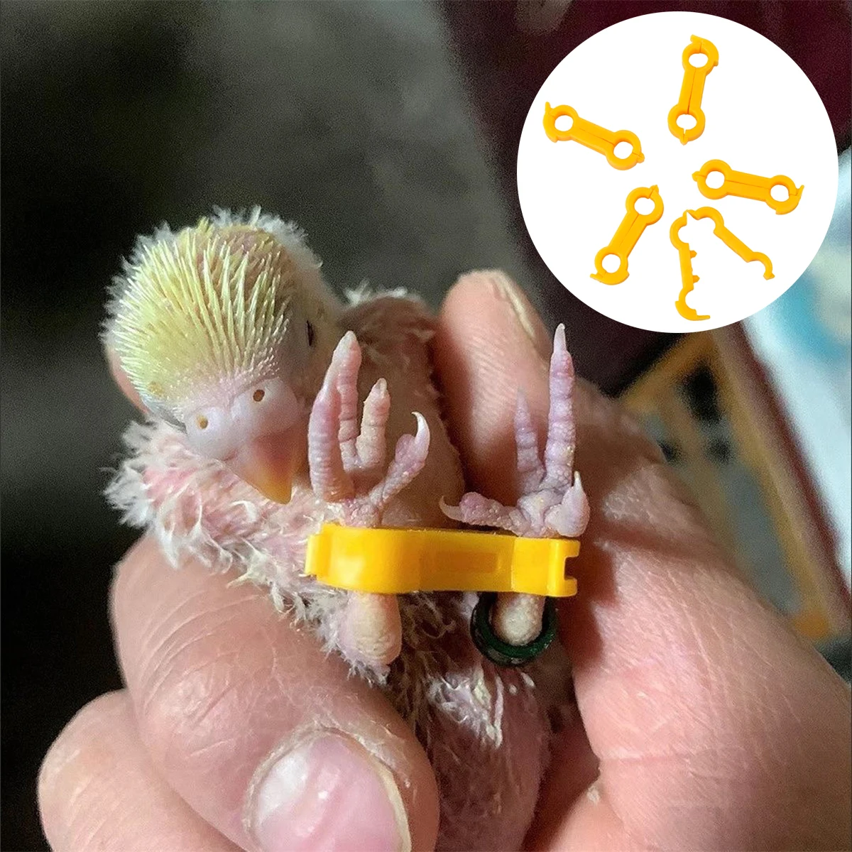 5/10 Uds Corrector de pierna de pájaro juvenil diámetro interior 4/5/6mm Nestling ‌   Férula para piernas Rutin Chick Cockatiel Baby Bird Corrección de piernas