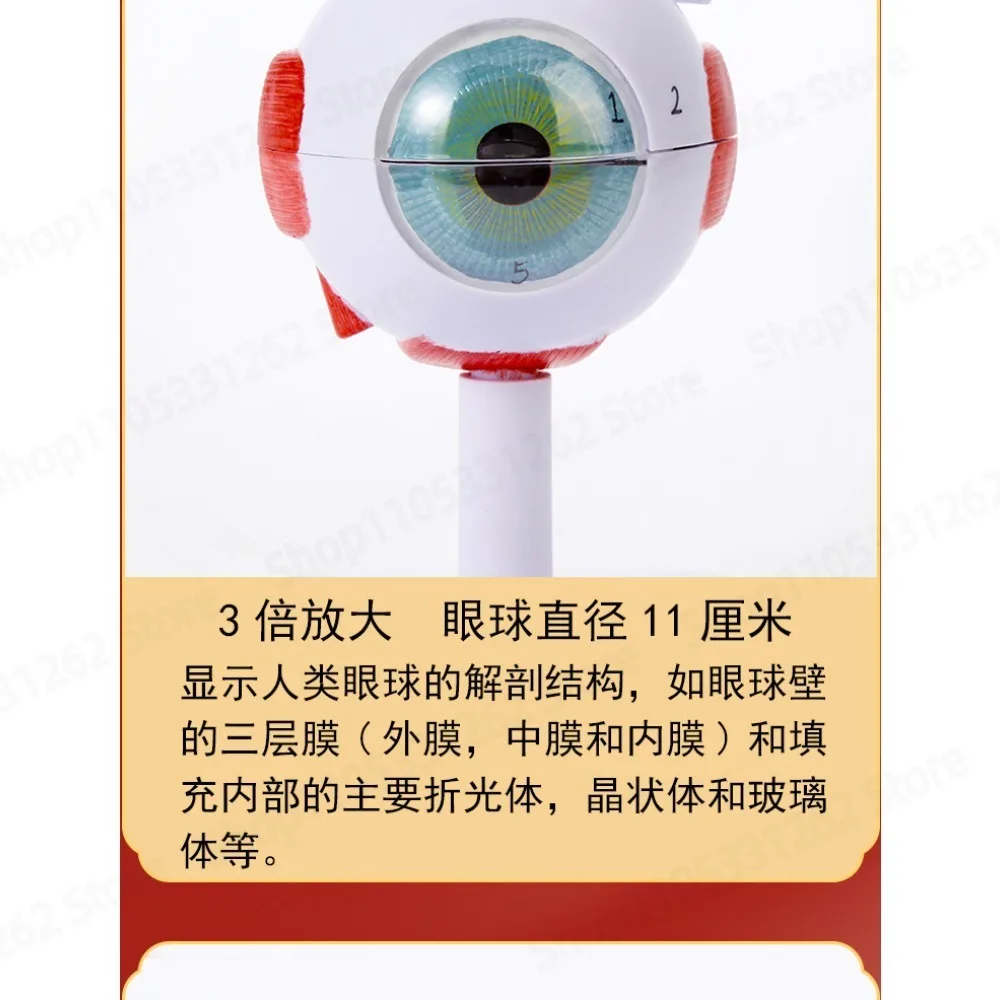 Human Eyeball Anatomy Model Medical 3D Structure Enlarged Eye Model for ENT Ophthalmology Teaching