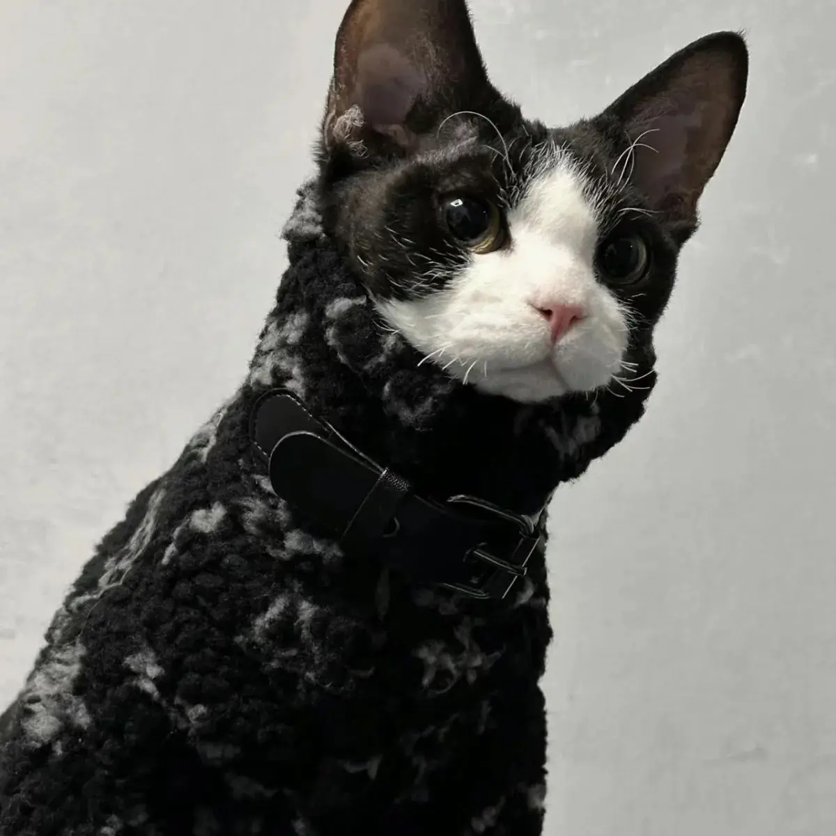 Padded Sphynx Coat 2