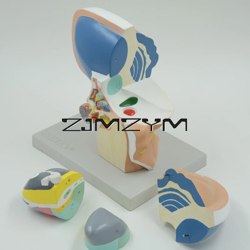 Modelo Visual do Ensino do Cérebro, Modelo do Cérebro Humano, Modelo Thalamics, 4 Componente