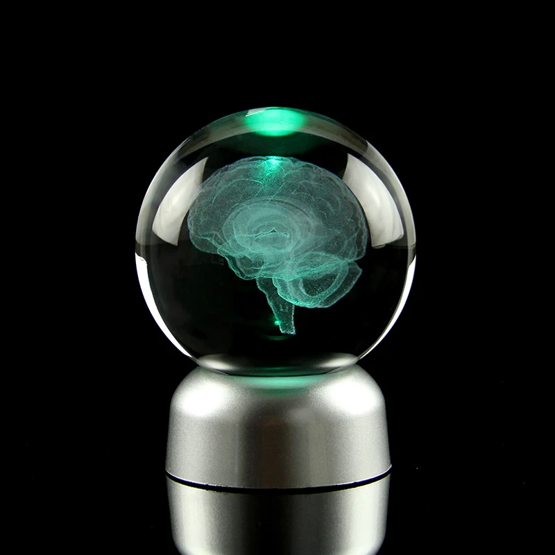 Brain Crystal Ball 3D Laser Engraved Human Organ Cerebrum Model Decoration Ball Home Decor Medical Science Gifts