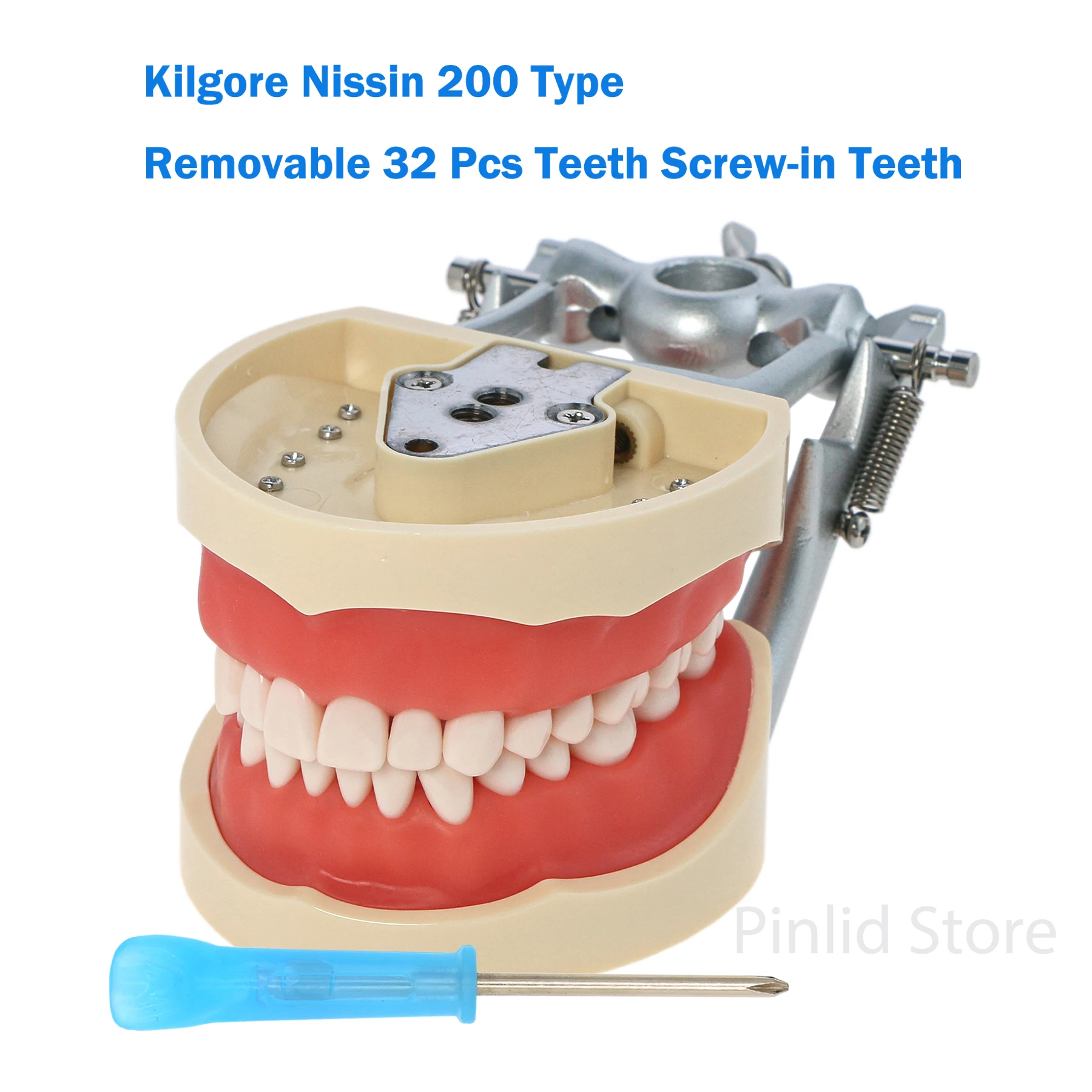 Dental Typodont Model With Removable Screw-in Teeth Kilgore NISSIN 200 Type 8012 32 Teeth