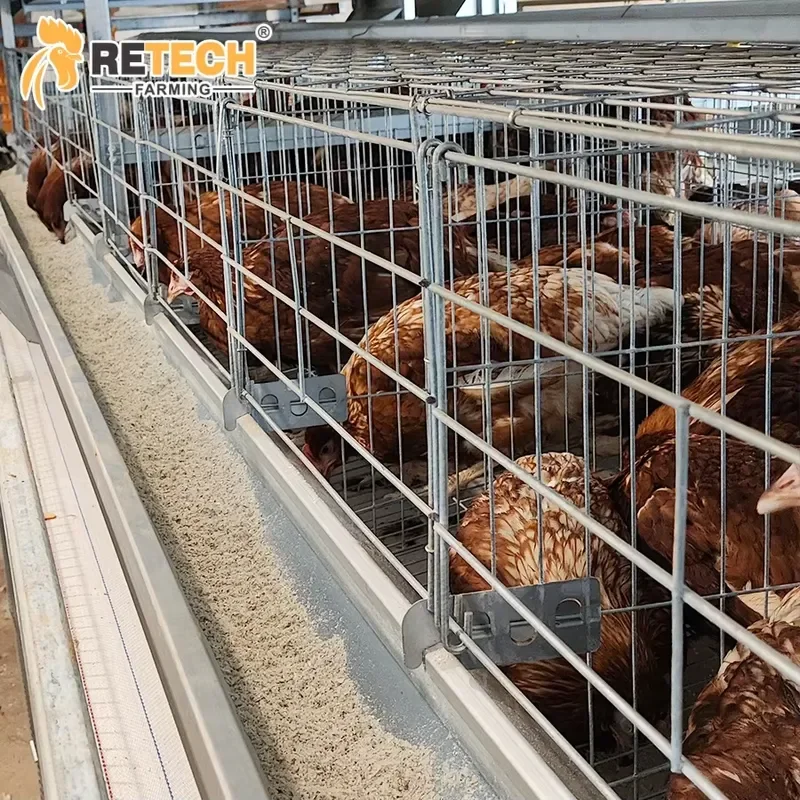 Automatic Egg Collecting and Feeding System for Layer Poultry Farming H Type 4 Tier Battery Cage Equipment for Laying Hens