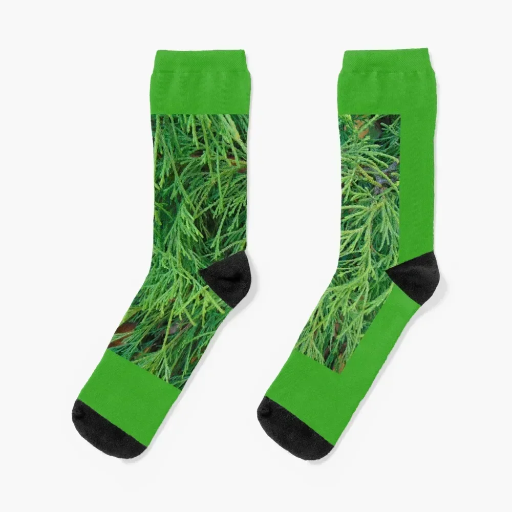 Green branches of a cypress-close-up. Socks Heating sock new in's summer Stockings compression Socks For Women Men's