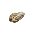 Magaki oyster