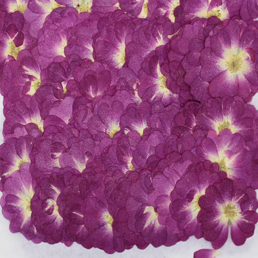 250X Pressed Dried Purple Chinese Rose Flower Plants Herbarium For Jewelry Bookmark Scrapbook Phone Case Lampshade Postcard DIY