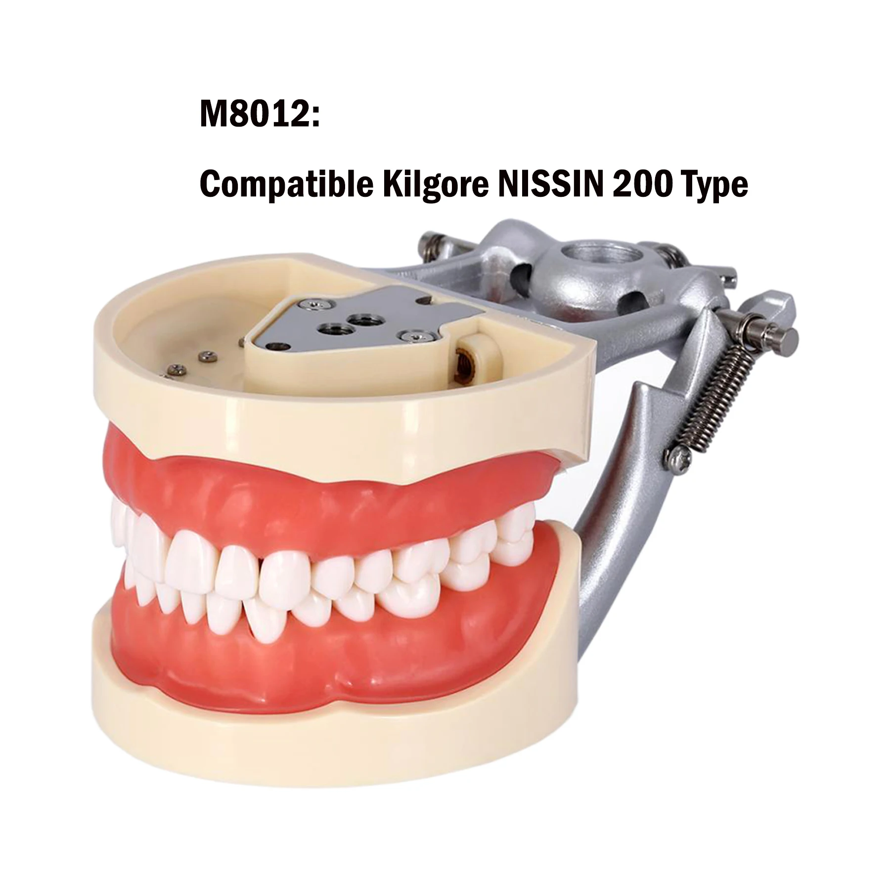 Dental Teaching Model Training Typodont Tooth Model Removable Resin Teeth fit Kilgore NISSIN 200/500 Type Simulation Cheek Demo