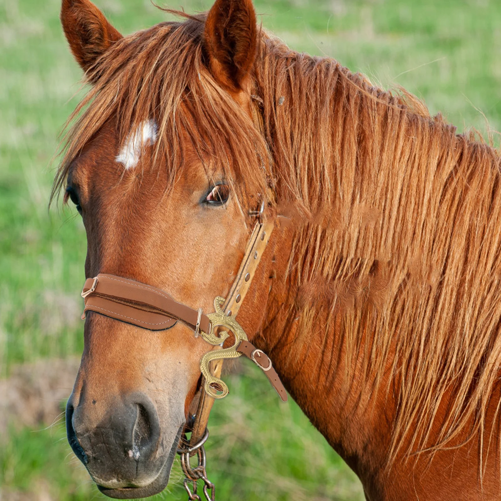 Bridle قابل للتعديل - غطاء رأس للفروسية مبطن ناعم من البولي يوريثان مع راحة تحسين وتحكم في ركوب الخيل للتدريب #2
