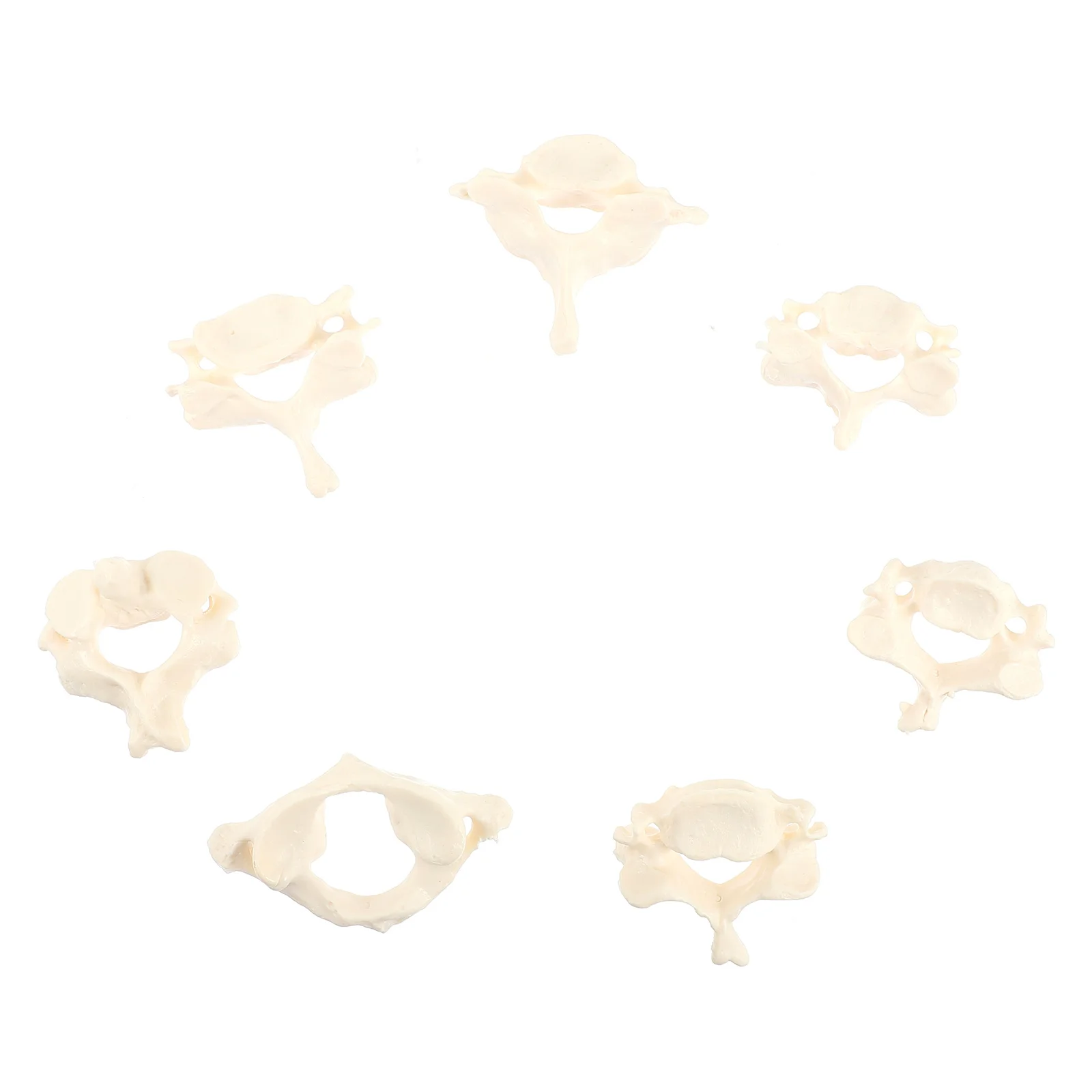 Bone Props Cervical Spine Model Spinal Column Vertebrae Doctor Study PVC Anatomical Anatomy Medical